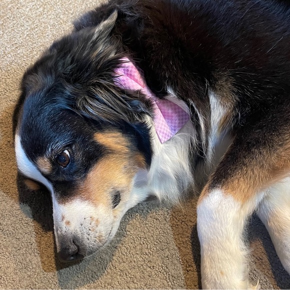 Pet Bowtie for Hanukkah by Reggie in Bowties - Picture 8 of 11